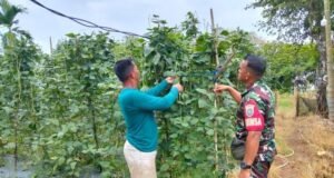 Babinsa Koramil 02/Sukakarya Dampingi Petani Sayur di Gampong Krueng Raya