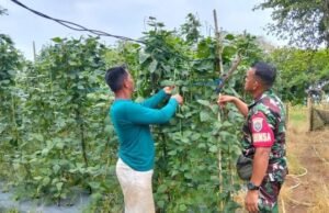 Babinsa Koramil 02/Sukakarya Dampingi Petani Sayur di Gampong Krueng Raya