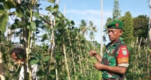 Babinsa Koramil 01/Sukajaya Bantu Warga Panen Kacang Panjang dan Ajak Manfaatkan Lahan Kosong