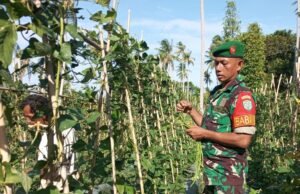 Babinsa Koramil 01/Sukajaya Bantu Warga Panen Kacang Panjang dan Ajak Manfaatkan Lahan Kosong