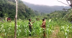 Babinsa 08 Koramil 01/Sukajaya Tinjau Pertumbuhan Tanaman Jagung di Gampong Paya