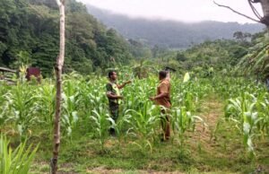 Babinsa 08 Koramil 01/Sukajaya Tinjau Pertumbuhan Tanaman Jagung di Gampong Paya