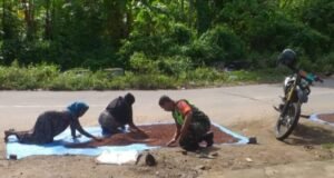 Babinsa Gampong Iboh Bantu Warga Menjemur Cengkeh di Jurong Teupin Layeu