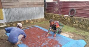 Babinsa Koramil 01/Sukajaya Bantu Warga Jemur Cengkeh di Gampong Cot Abeuk