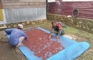 Babinsa Koramil 01/Sukajaya Bantu Warga Jemur Cengkeh di Gampong Cot Abeuk