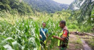 Babinsa Koramil 01/Sukajaya Dampingi Petani Jagung di Gampong Paya