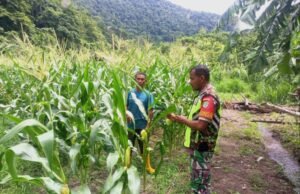 Babinsa Koramil 01/Sukajaya Dampingi Petani Jagung di Gampong Paya