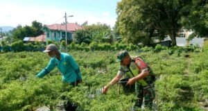 Dorong Semangat Petani, Babinsa Koramil 02 Sukakarya Ikut Bantu Panen Cabe