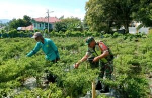 Dorong Semangat Petani, Babinsa Koramil 02 Sukakarya Ikut Bantu Panen Cabe