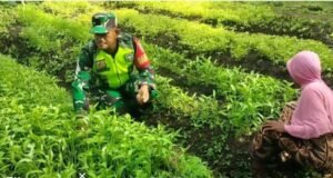 Babinsa Sertu Hendra Dampingi Petani sayuran di Gampong Krueng Raya