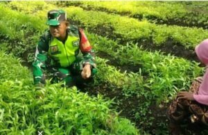 Babinsa Sertu Hendra Dampingi Petani sayuran di Gampong Krueng Raya