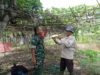 Babinsa Koramil 01 Sukajaya Dampingi Warga Rawat Tanaman Palawija Untuk Ketahanan Pangan Wilayah