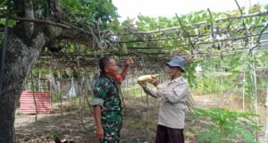 Babinsa Koramil 01 Sukajaya Dampingi Warga Rawat Tanaman Palawija Untuk Ketahanan Pangan Wilayah