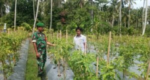 Babinsa Koramil 01 Sukajaya Tinjau Perkembangan Tanaman Cabai Warga Binaan
