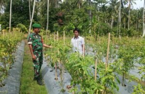 Babinsa Koramil 01 Sukajaya Tinjau Perkembangan Tanaman Cabai Warga Binaan