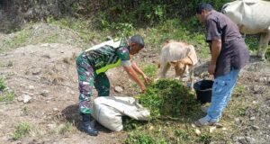 Babinsa Koramil 01/Sukajaya Bantu Warga Beri Pakan Ternak