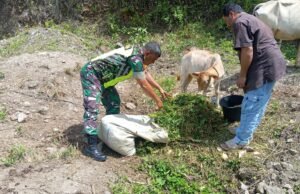 Babinsa Koramil 01/Sukajaya Bantu Warga Beri Pakan Ternak