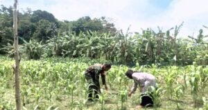 Babinsa Koramil 01/Sukajaya Dampingi Petani Jagung di Jurong Cot Preh