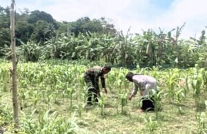 Babinsa Koramil 01/Sukajaya Dampingi Petani Jagung di Jurong Cot Preh