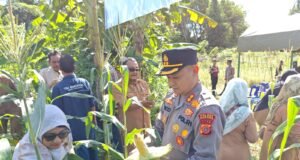 Kapolres Sabang:Panen Perdana Jagung dalam Rangka Ketahanan Pangan