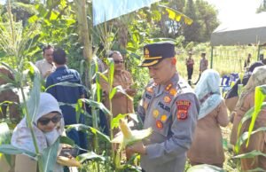 Kapolres Sabang:Panen Perdana Jagung dalam Rangka Ketahanan Pangan