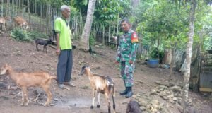 Dukung Ketahanan Pangan Disektor Peternakan, Babinsa Koramil 01/Sukajaya Tinjau Kandang Ternak Warga