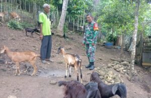 Dukung Ketahanan Pangan Disektor Peternakan, Babinsa Koramil 01/Sukajaya Tinjau Kandang Ternak Warga