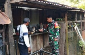 Babinsa Koramil 02/Sukakarya Kodim 0112/Sabang Dampingi Peternak Ayam di Gampong Kuta Barat