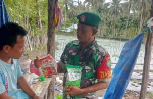 Babinsa Koramil 01/Sukajaya Kodim 0112/Sabang Bertandang ke Kebun Petani Cabai Desa Binaan