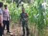 Babinsa Koramil 01/Sukajaya dan Bhabinkamtibmas Dampingi Petani Jagung di Gampong Berawang