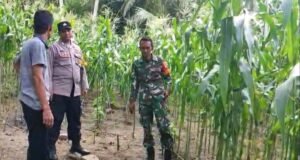 Babinsa Koramil 01/Sukajaya dan Bhabinkamtibmas Dampingi Petani Jagung di Gampong Berawang