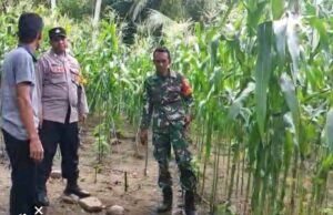 Babinsa Koramil 01/Sukajaya dan Bhabinkamtibmas Dampingi Petani Jagung di Gampong Berawang