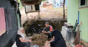 Babinsa Koramil 02/Sukakarya Bantu Warga Panen Kacang Tanah di Gampong Paya Seunara