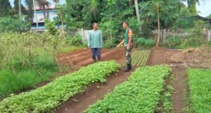 Babinsa Koramil 02/Sukakarya Laksanakan Komsos dengan Petani Sayur di Gampong Aneuk Laot