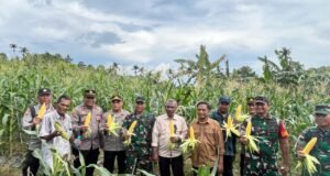 Dandim 0112/Sabang Hadiri Kegiatan Panen Raya Jagung di Jurong Sirui, Gampong Batee Shoek