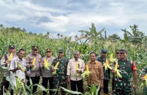 Dandim 0112/Sabang Hadiri Kegiatan Panen Raya Jagung di Jurong Sirui, Gampong Batee Shoek