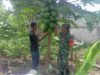 Tingkatkan Produktivitas Pertanian, Babinsa Koramil 01/Sukajaya Dampingi Petani Pepaya di Gampong Cot Abeuma