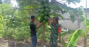 Tingkatkan Produktivitas Pertanian, Babinsa Koramil 01/Sukajaya Dampingi Petani Pepaya di Gampong Cot Abeuma