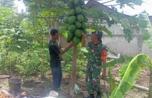 Tingkatkan Produktivitas Pertanian, Babinsa Koramil 01/Sukajaya Dampingi Petani Pepaya di Gampong Cot Abeuma