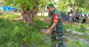 Bantu Panen Cabai, Babinsa Gampong Ie Meulee Ajak Warga Manfaatkan Lahan Kosong untuk Ketahanan Pangan