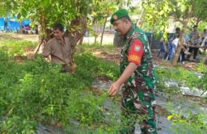 Bantu Panen Cabai, Babinsa Gampong Ie Meulee Ajak Warga Manfaatkan Lahan Kosong untuk Ketahanan Pangan