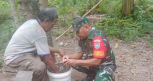 Babinsa Koramil 02/Sukakarya Bantu Warga Binaan Belah Buah Kakao