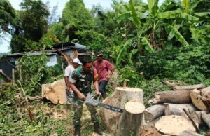Babinsa Gampong Kuta Barat Bantu Warga Bersihkan Pohon Tumbang di Lingkungan Pemukiman Warga