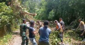 Pohon Tumbang Tutupi Jalan di Gampong Aneuk Laot, Babinsa Koramil 02/Sukakarya Bantu Proses Evakuasi