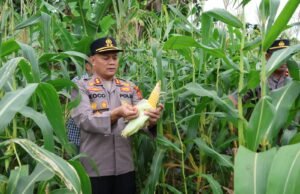 Panen Raya Jagung Dukung Program Ketahanan Pangan Nasional