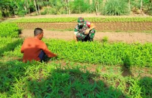 Babinsa Koramil 02/Sukakarya Dampingi Petani Sayur Bersihkan Lahan Demi Cegah Hama dan Maksimalkan Hasil Panen