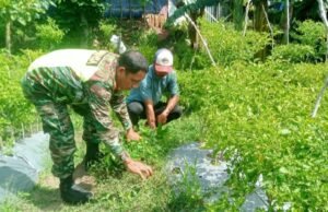 Babinsa Koramil 02/Sukakarya Bersama Warga Bersihkan Lahan Untuk Penanaman Cabai di Gampong Kuta Barat