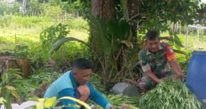 Babinsa Koramil 01/Sukajaya Bantu Petani Panen Sayuran Kangkung di Gampong Cot Abeuk