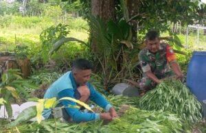 Babinsa Koramil 01/Sukajaya Bantu Petani Panen Sayuran Kangkung di Gampong Cot Abeuk