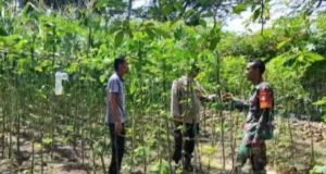 Babinsa Gampong Berawang Pantau Ketahanan Pangan di Jurong Teupin Bada, Kota Sabang